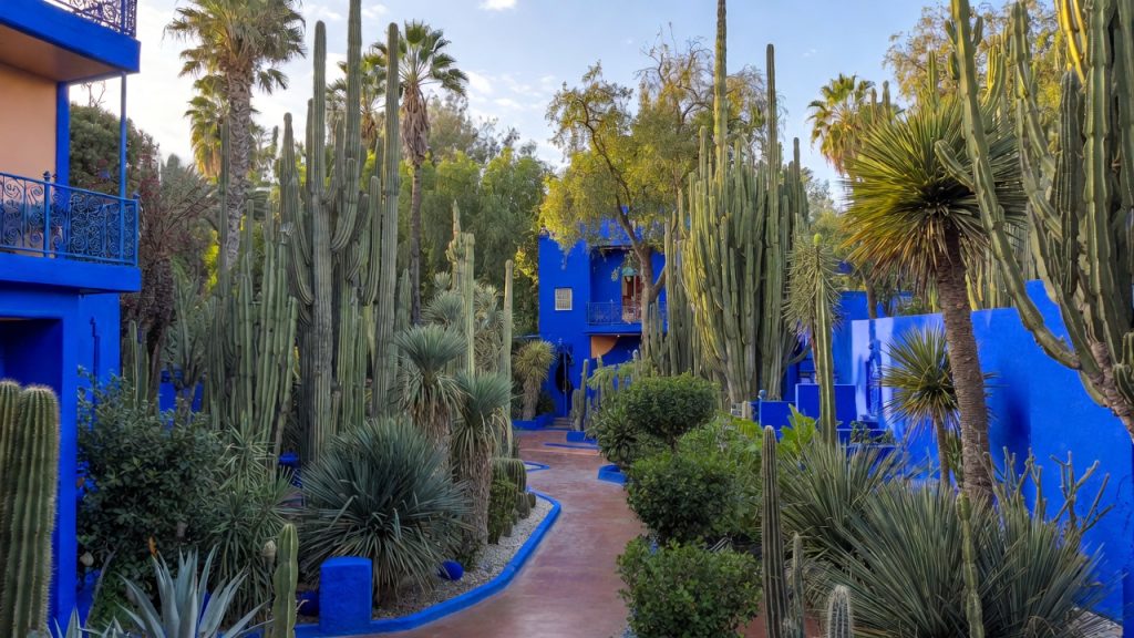 Jardin Majorelle à Marrakech avec murs bleu Majorelle et cactus