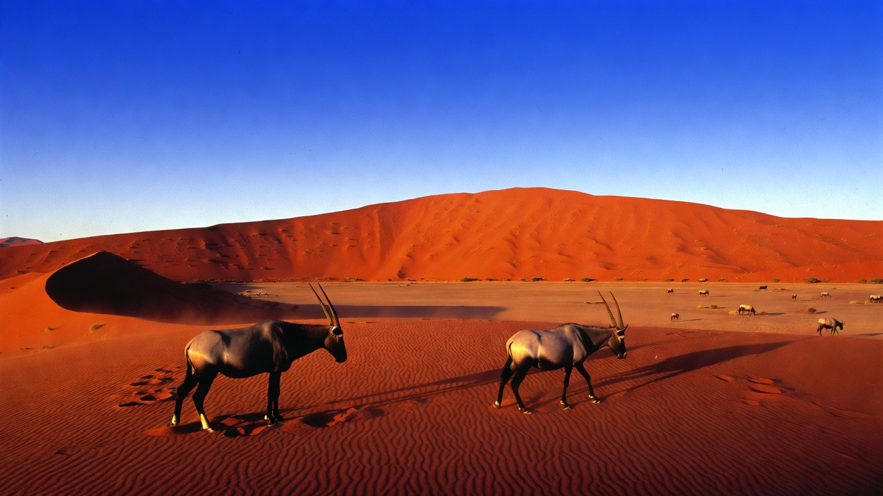 Paysage de Namibie avec dunes de Sossusvlei et oryx, destination incontournable pour un voyage nature
